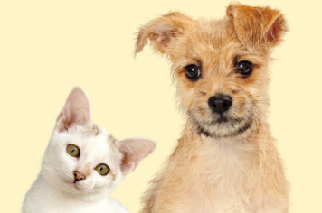 Programa de Castração de Animais